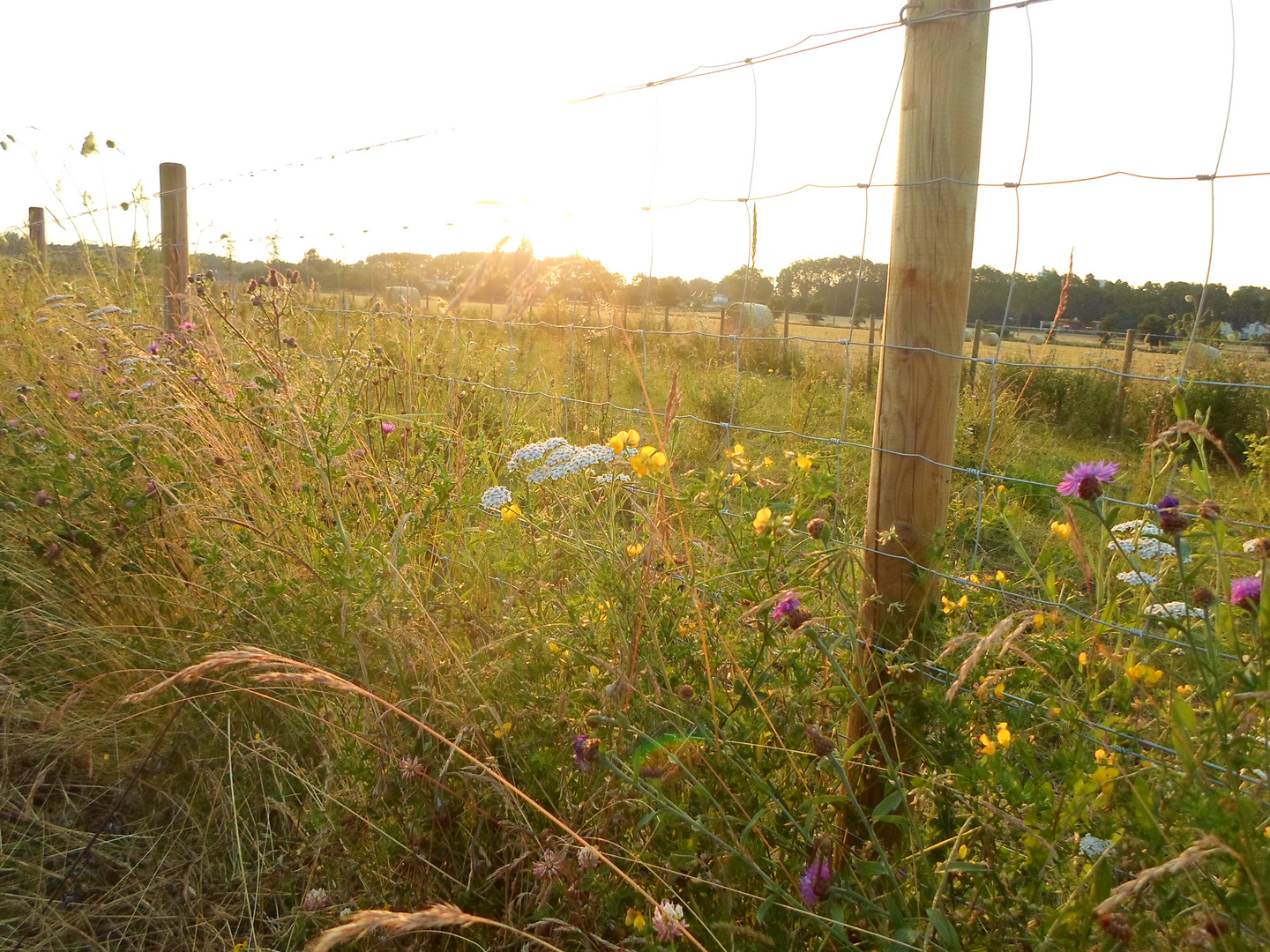 Blumen im Kornfeld