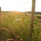 Blumen im Kornfeld