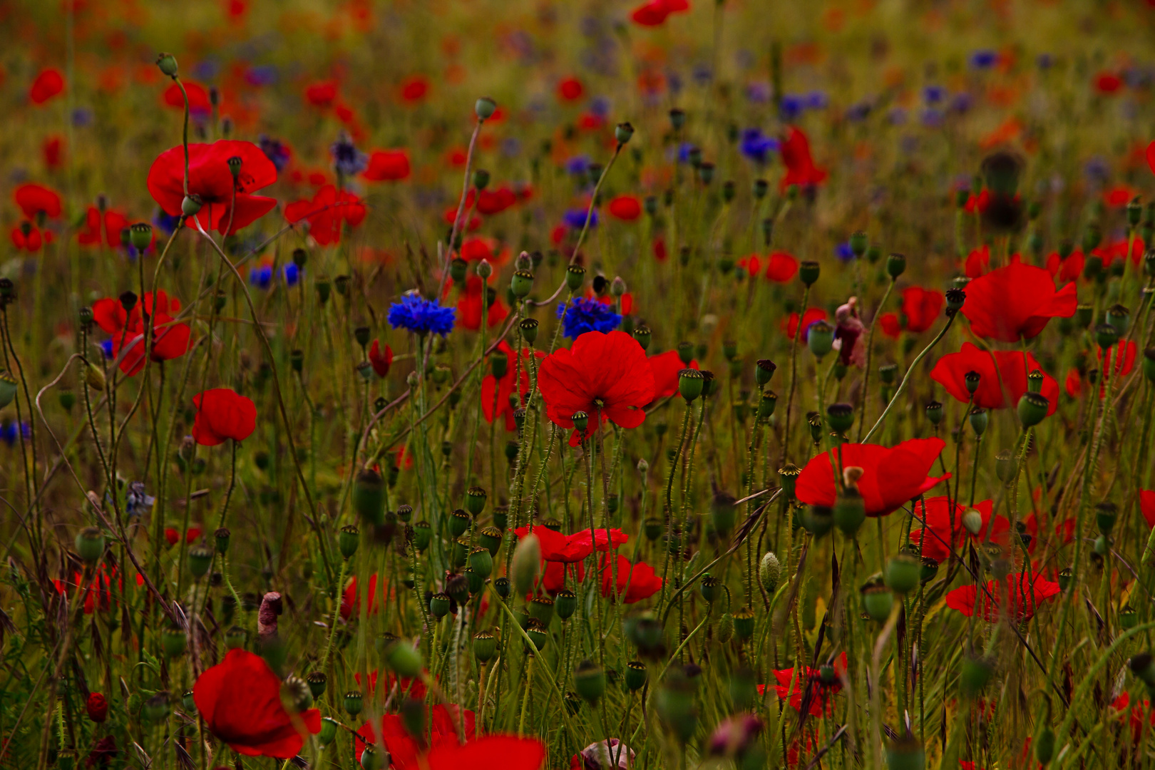 Blumen im Kornfeld