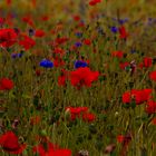 Blumen im Kornfeld