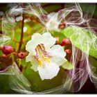 Blumen im Landschaftsgarten