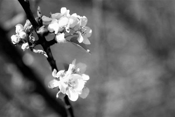 Blumen im Landschaftspark