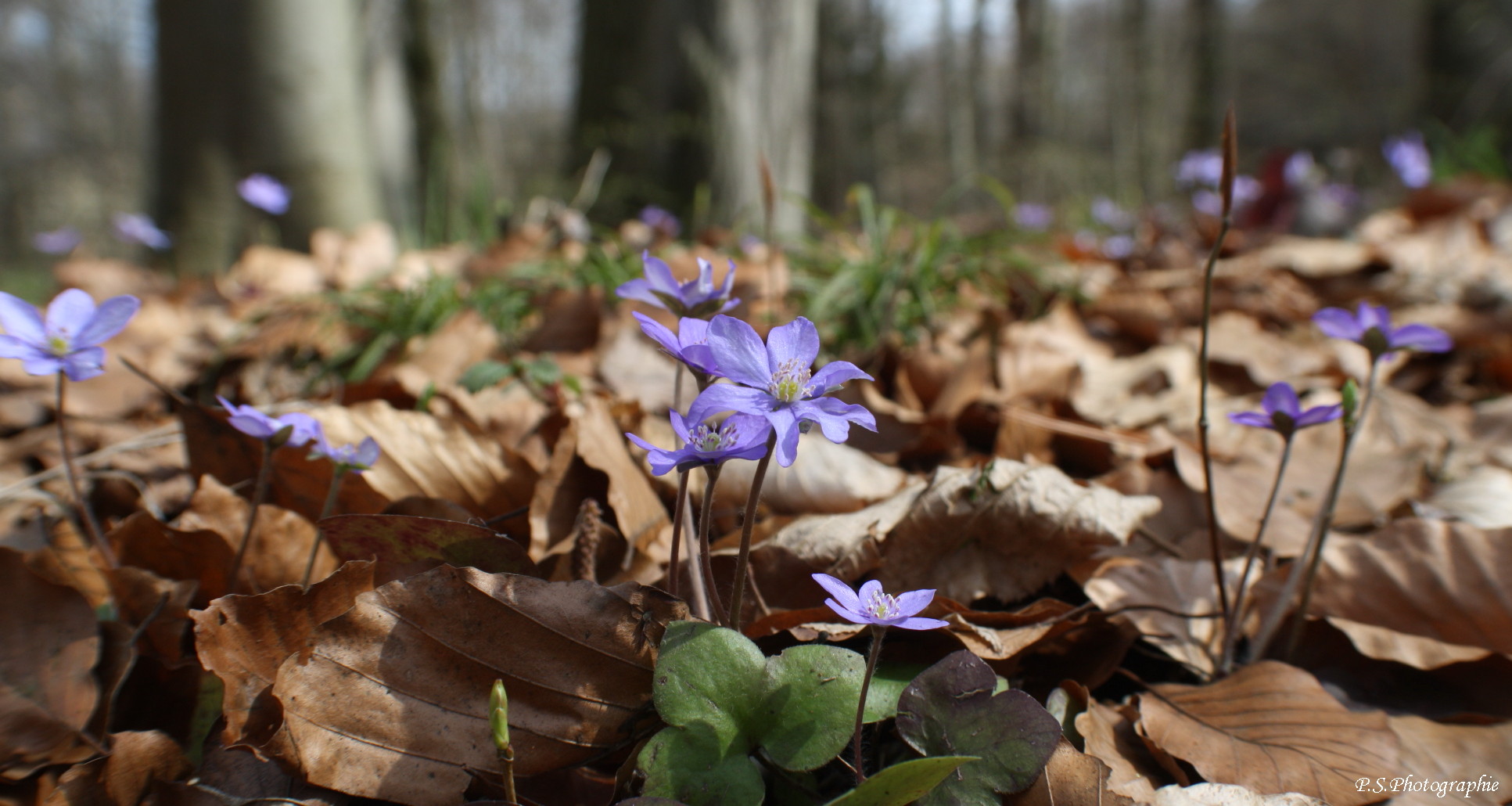 Blumen im Laub