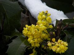 Blumen im letzten Schnee im April