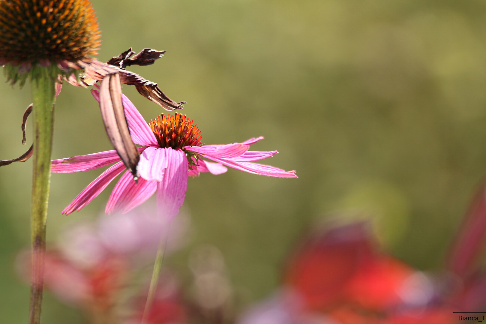 Blumen - im Licht des Sonnenuntergangs