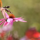 Blumen - im Licht des Sonnenuntergangs