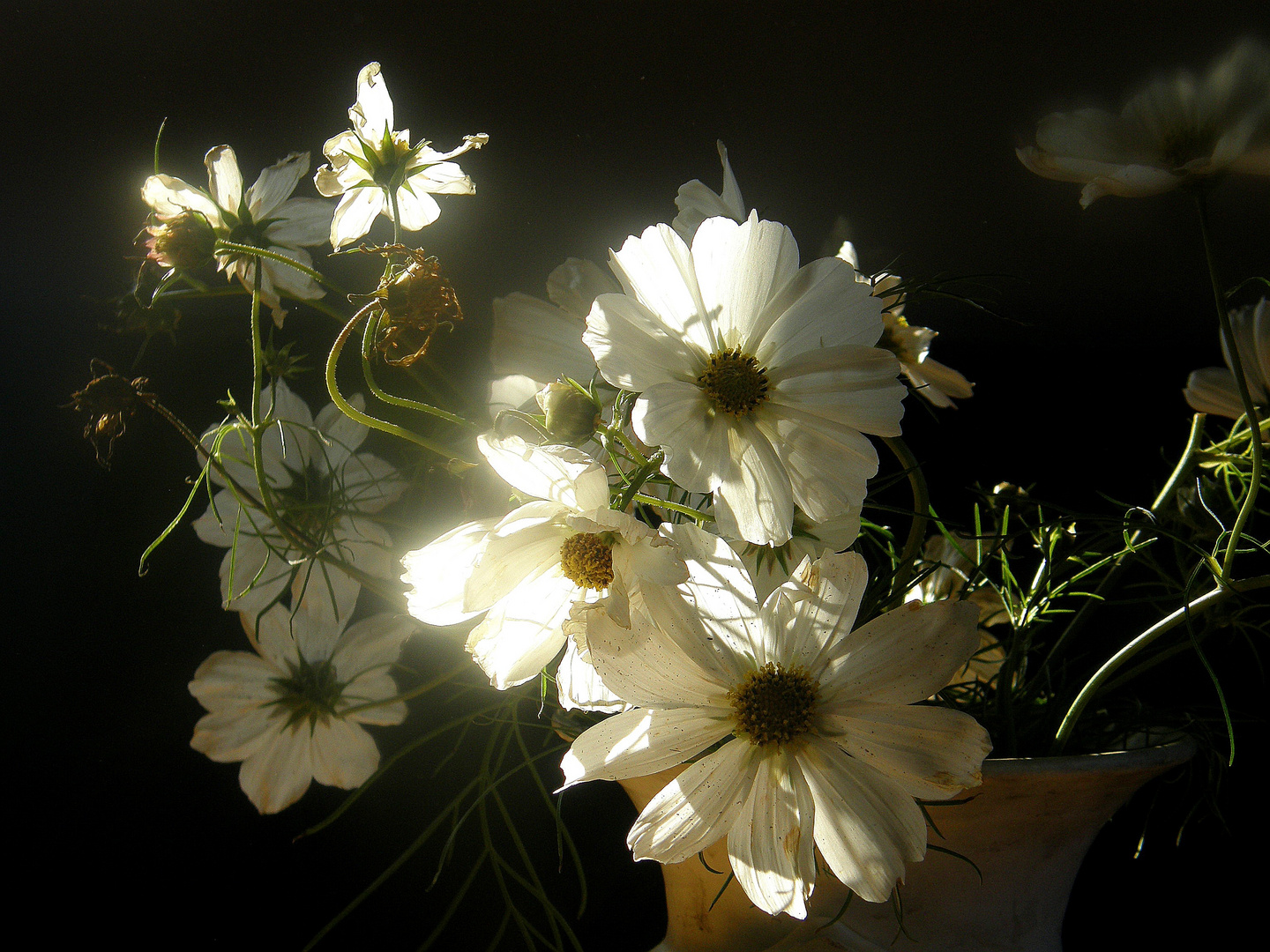 Blumen im Licht