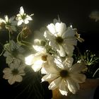 Blumen im Licht