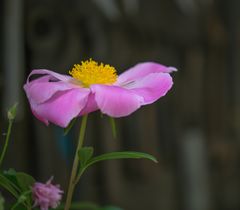 Blumen im Lokschuppen