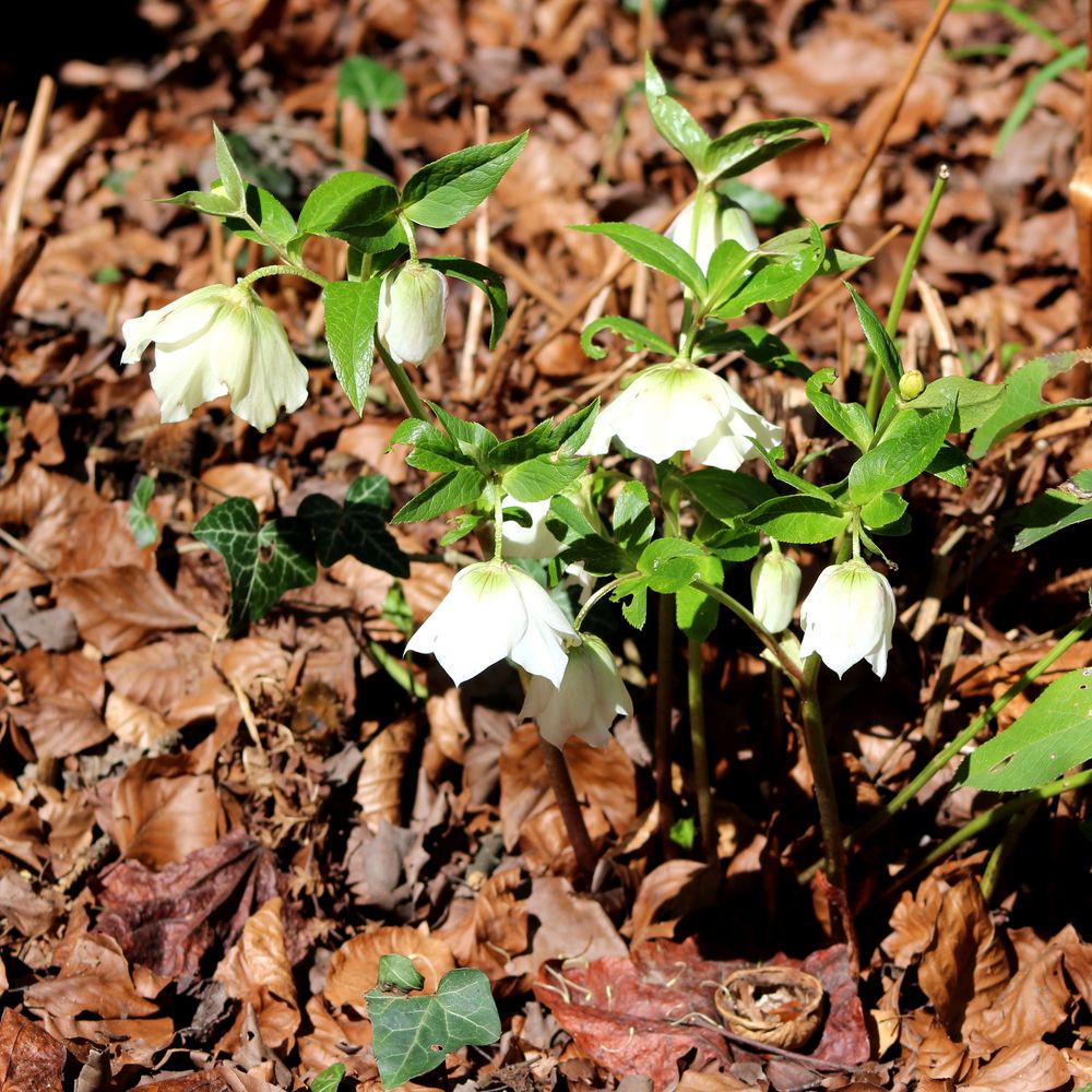 Blumen im März