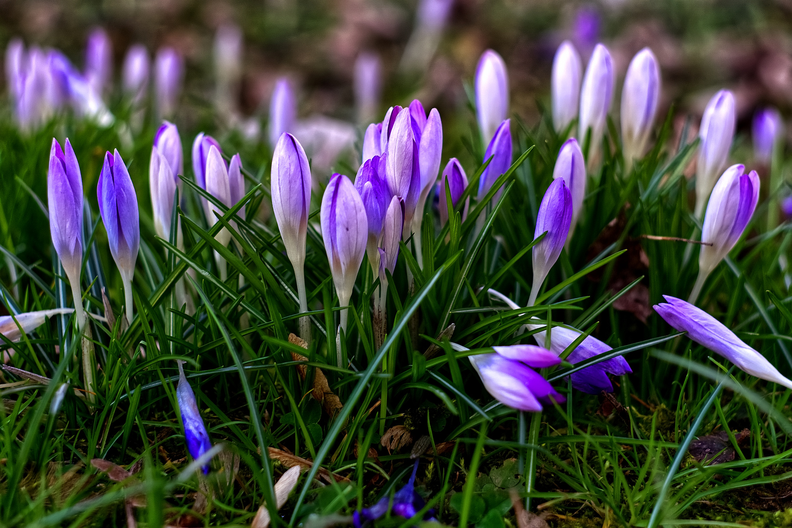 Blumen im März