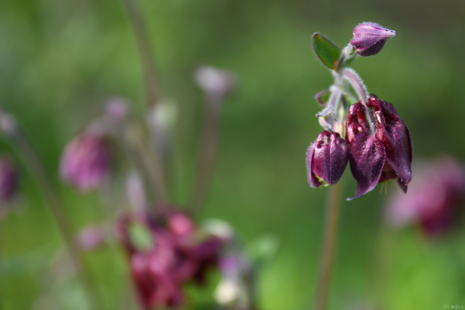 Blumen im Mai (1)