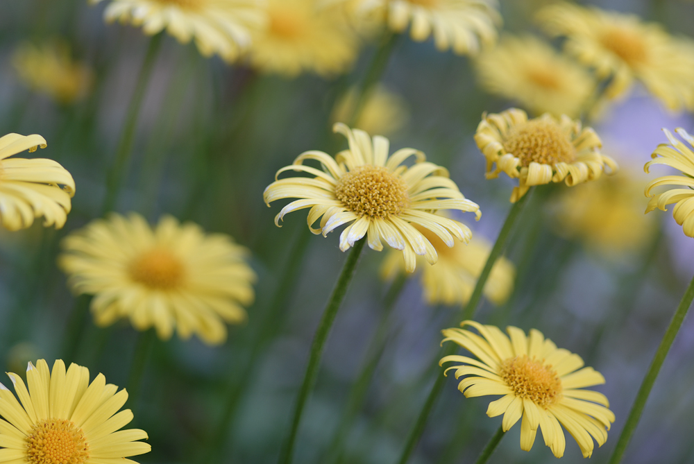 Blumen im Mai