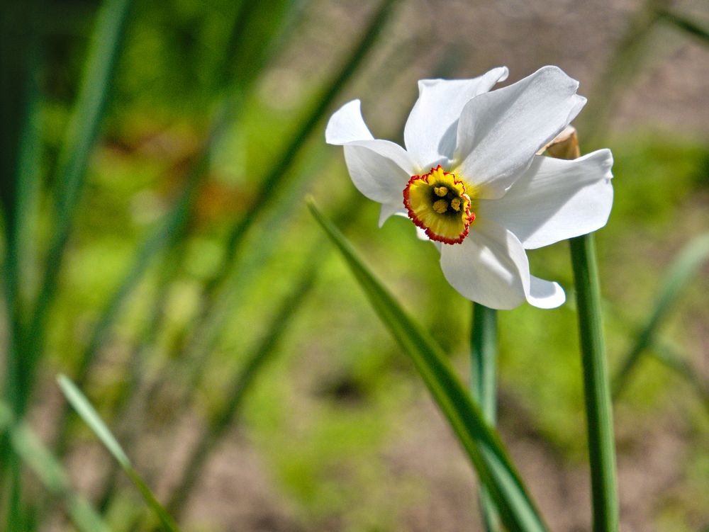 Blumen im Mai Foto & Bild | pflanzen, pilze & flechten, blüten