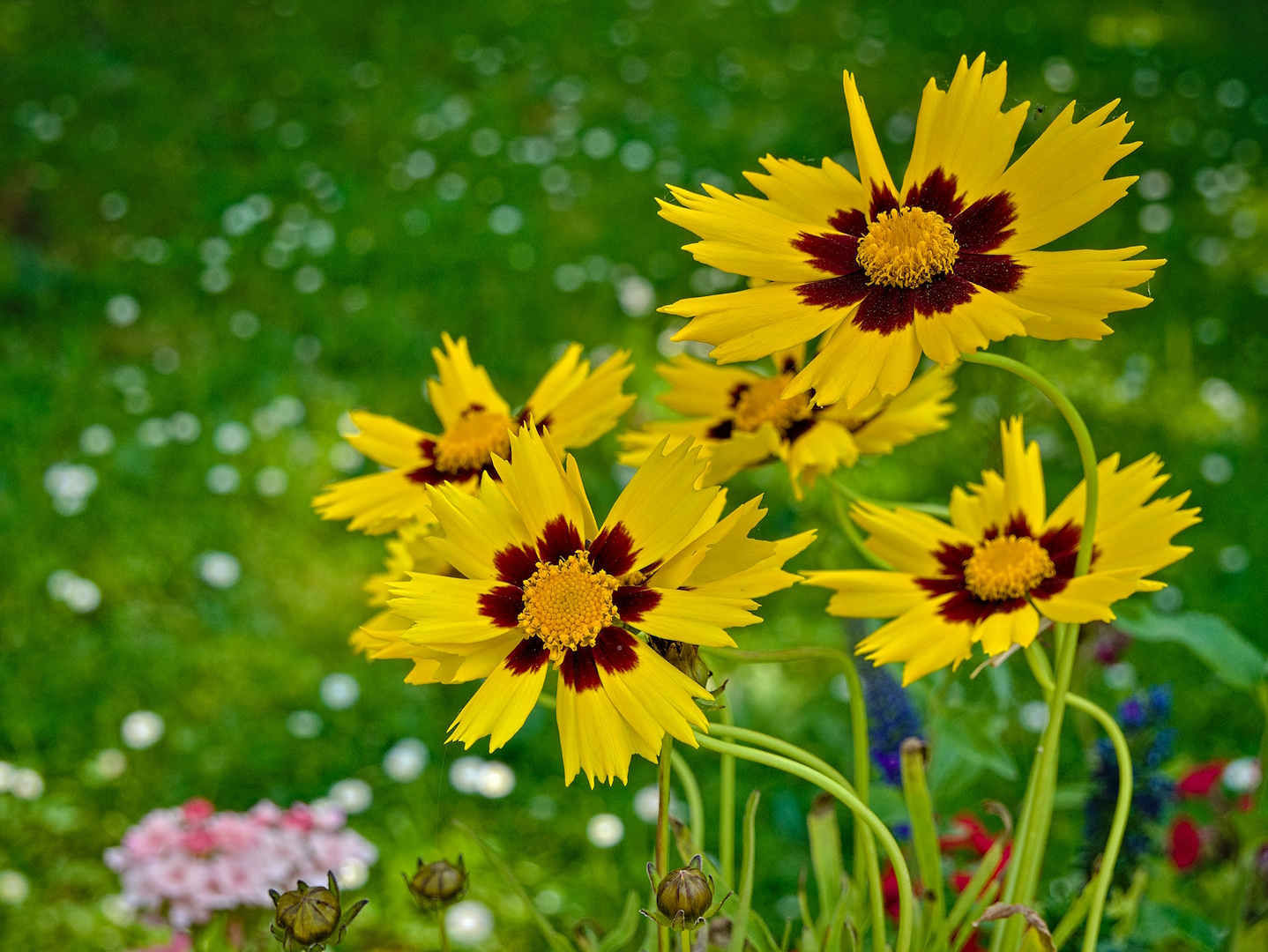 Blumen im Mai