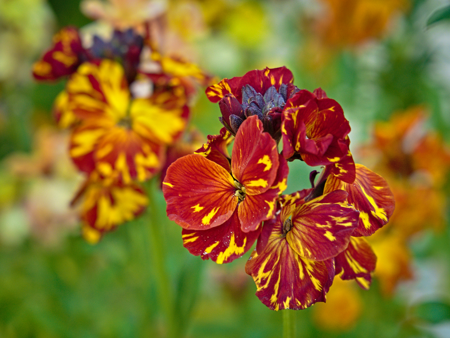 Blumen im Mai Foto & Bild fotos, frühling, natur Bilder auf