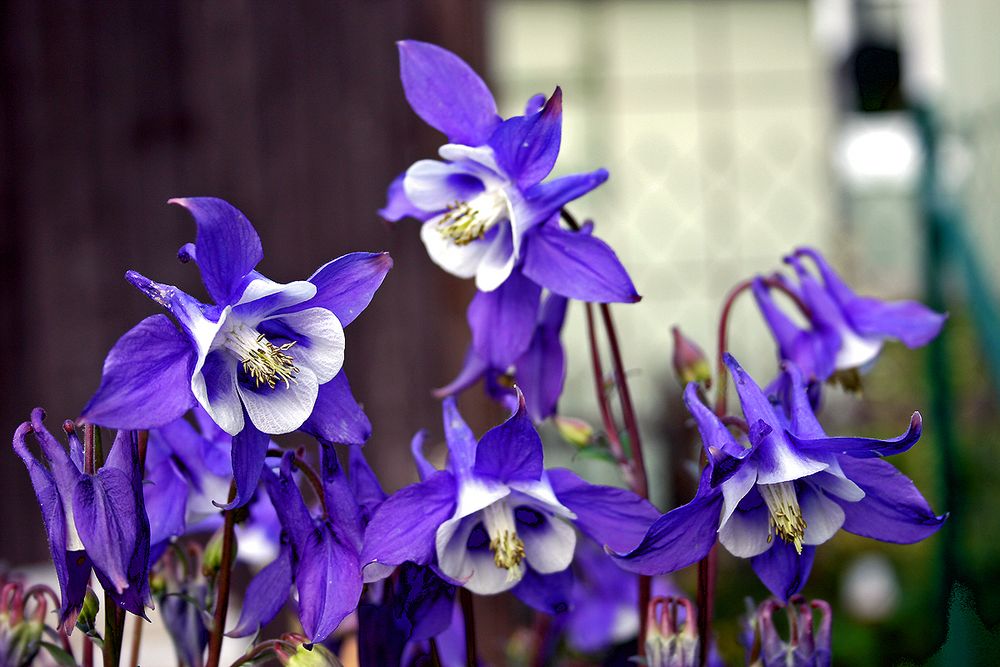 35+ Welche Blumen Blühen Im Frühling, Sie wollen wissen, welche