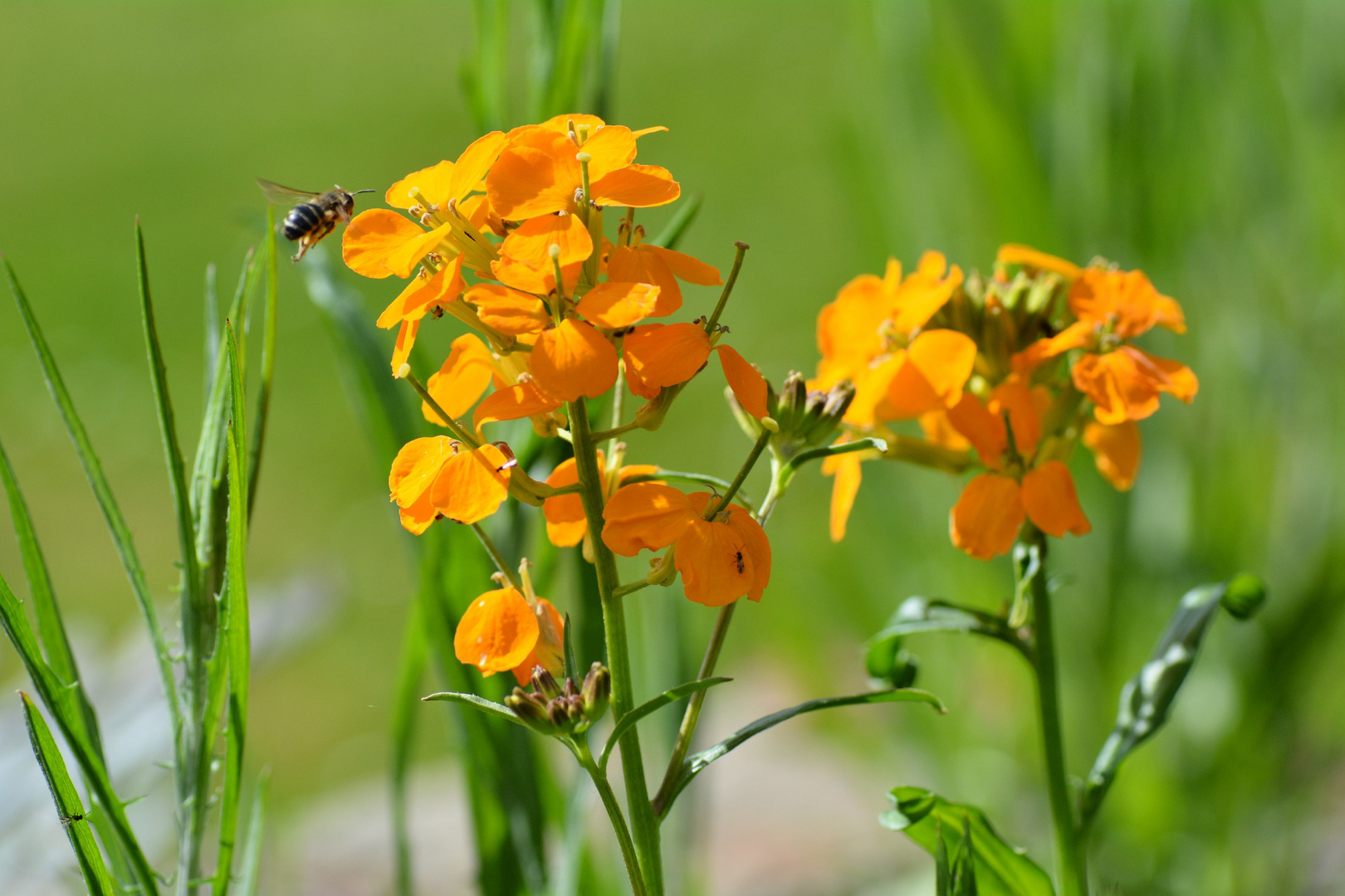 Blumen im Mai