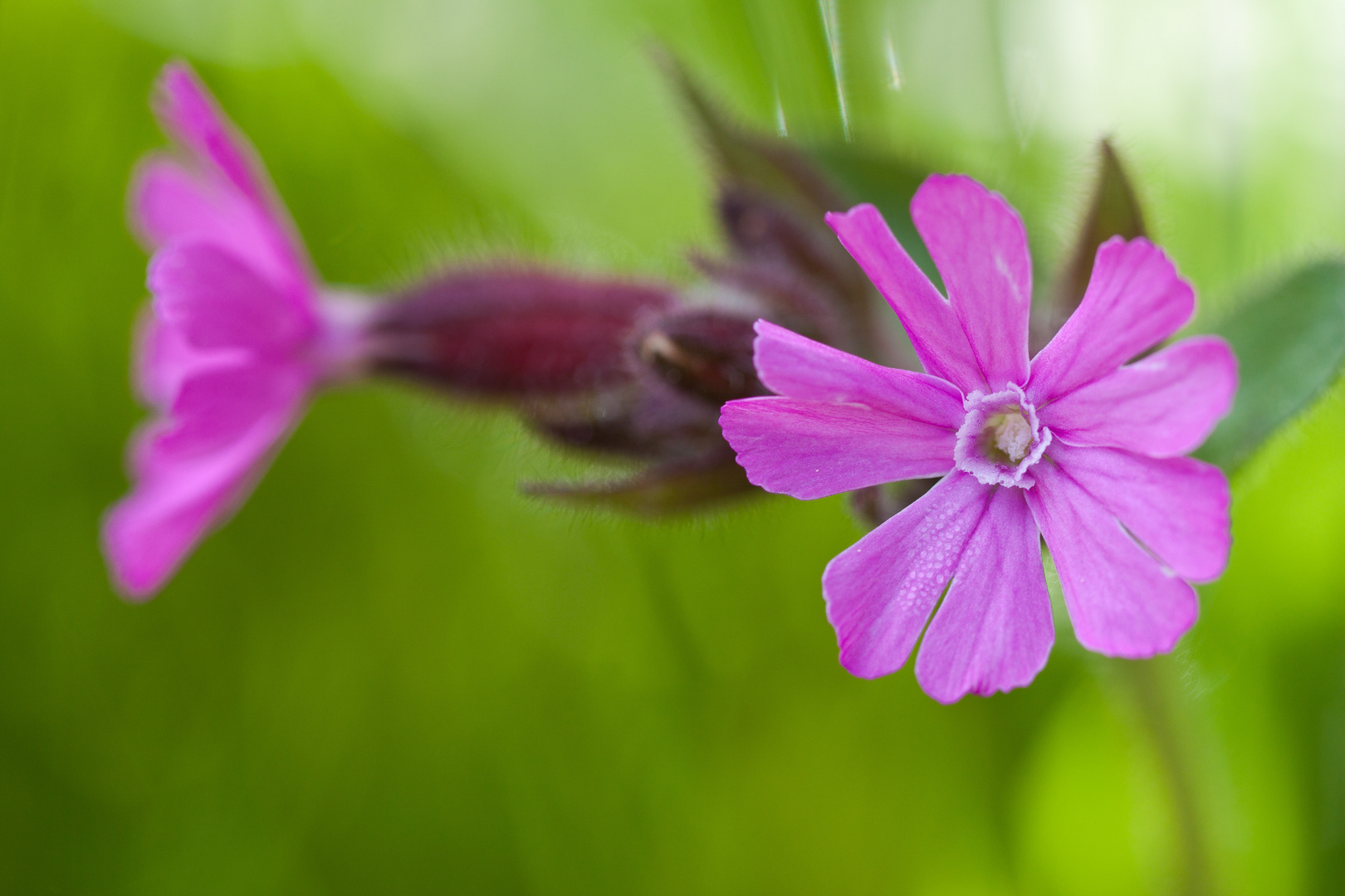 Blumen im Mai