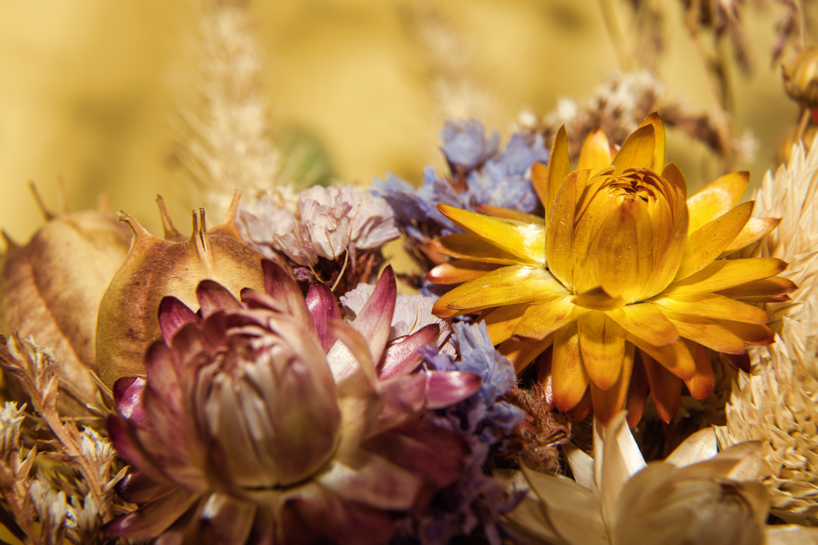 Blumen im Makro