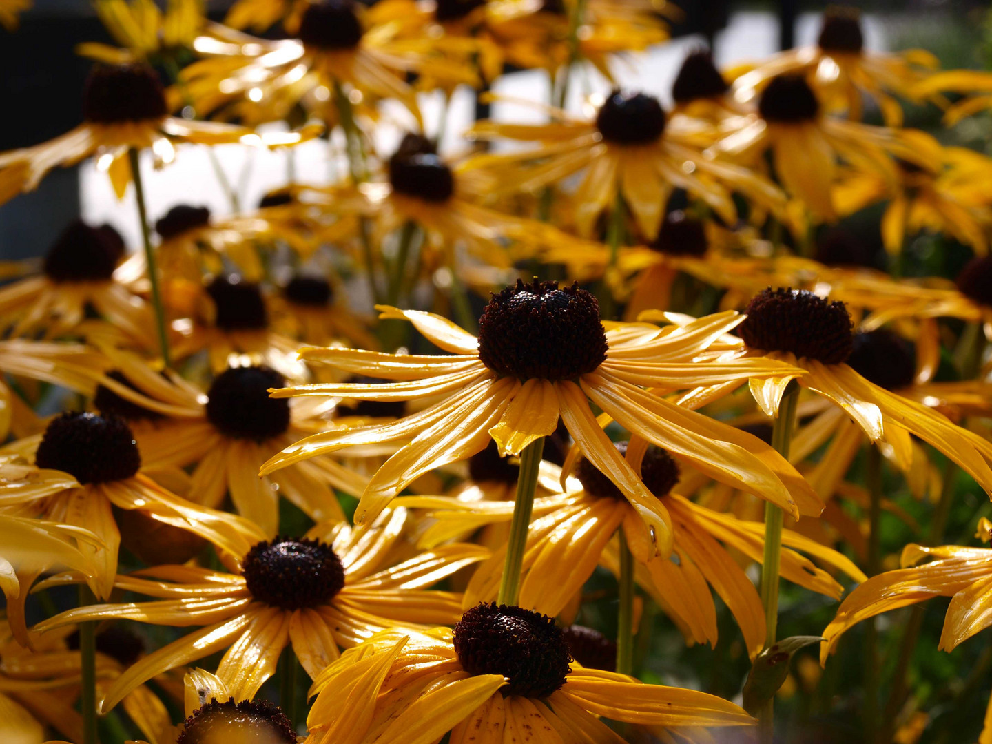 Blumen im Morgenlicht