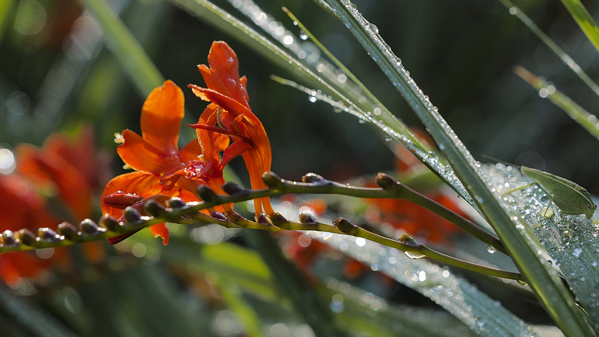 Blumen im Morgentau