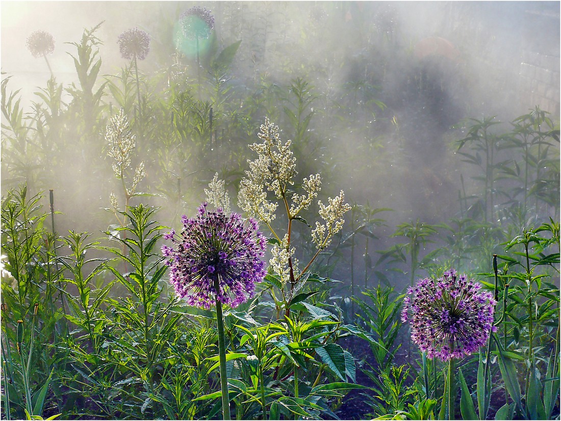 Blumen im Nebel