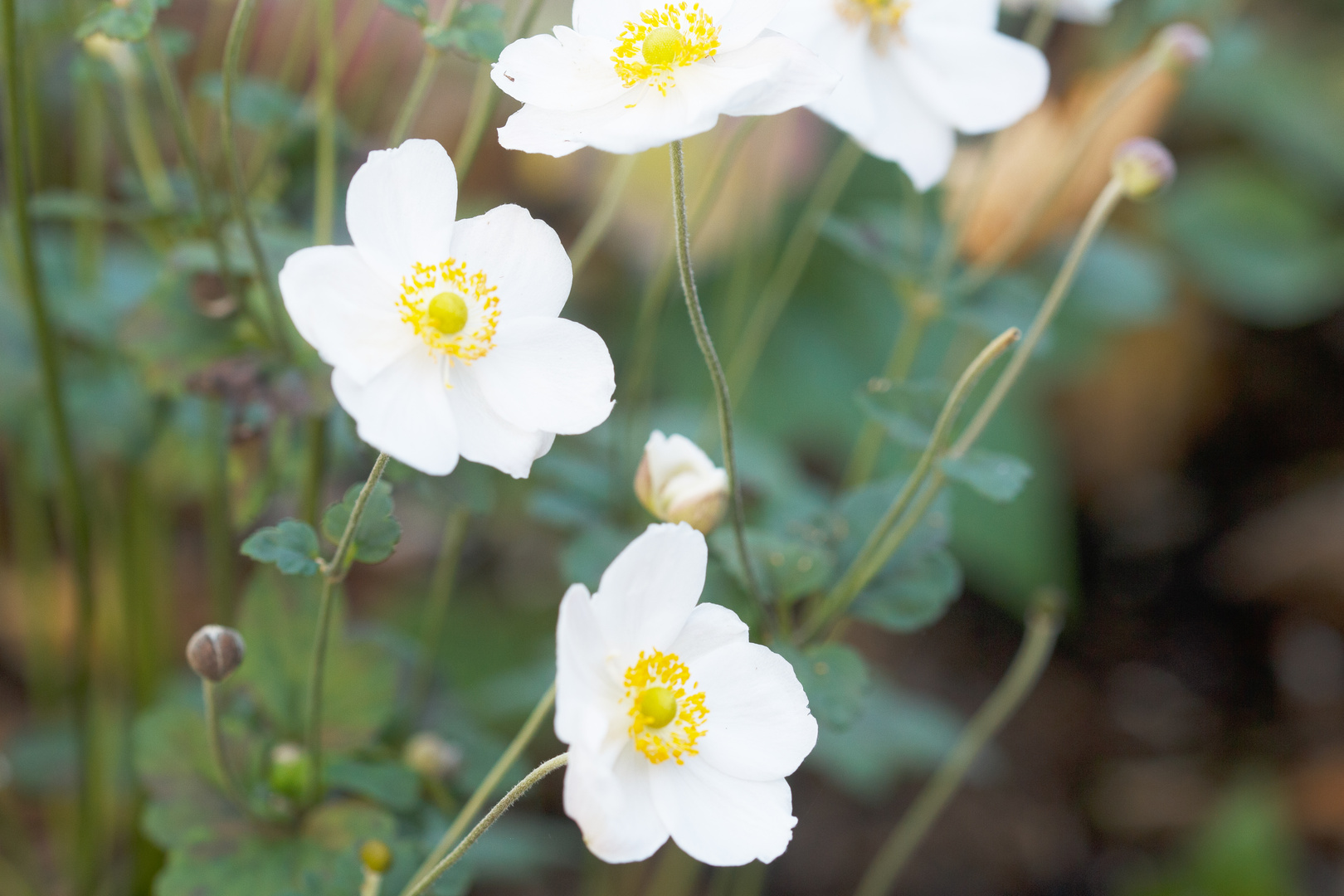 Blumen im Oktober