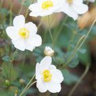 Blumen im Oktober