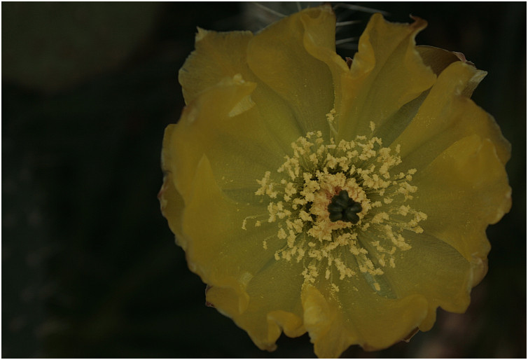 Blumen im Palmengarten