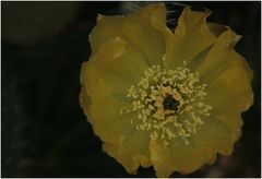 Blumen im Palmengarten