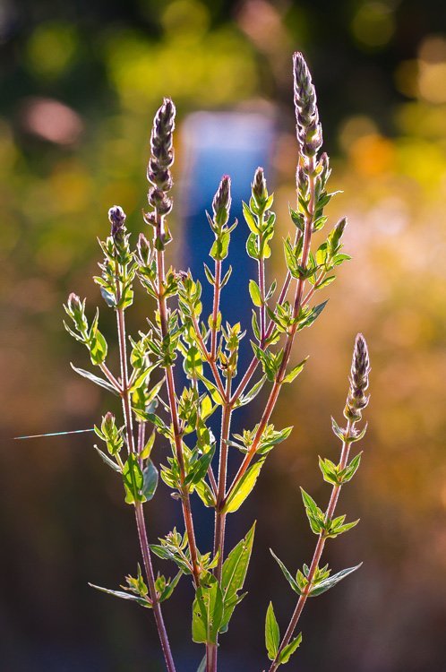 Blumen im Park