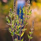 Blumen im Park