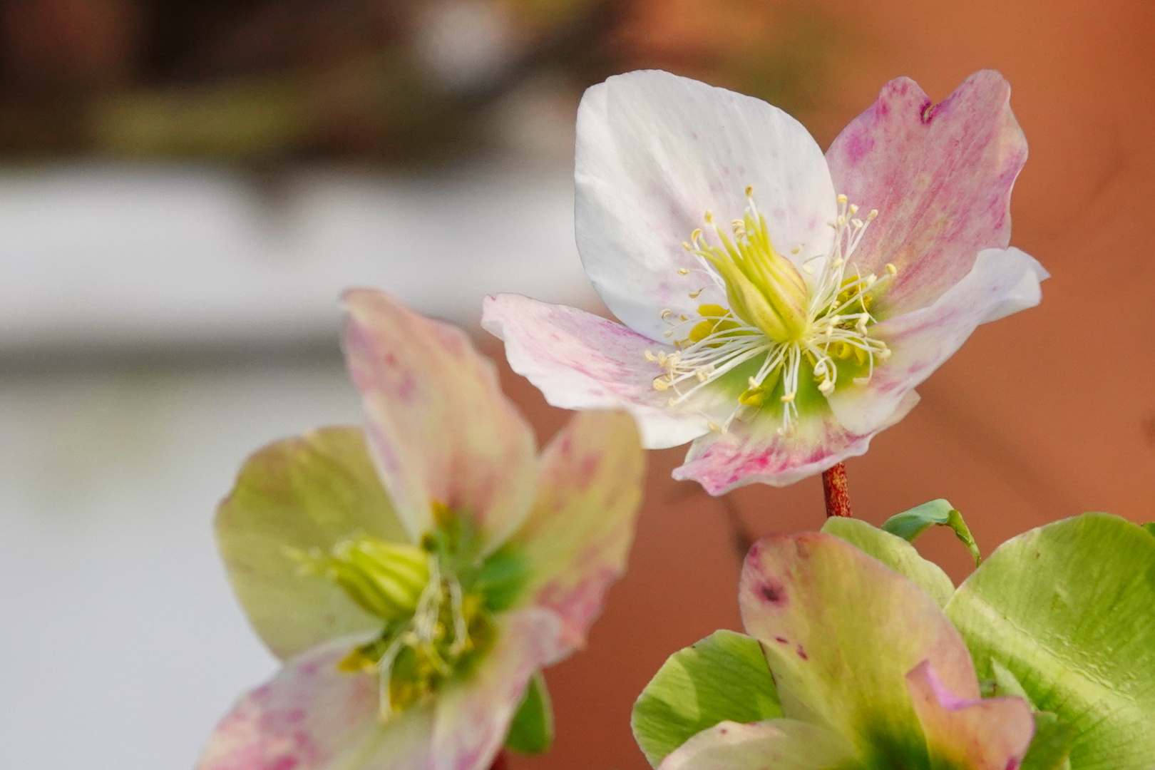 Blumen im Park 