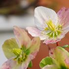 Blumen im Park 