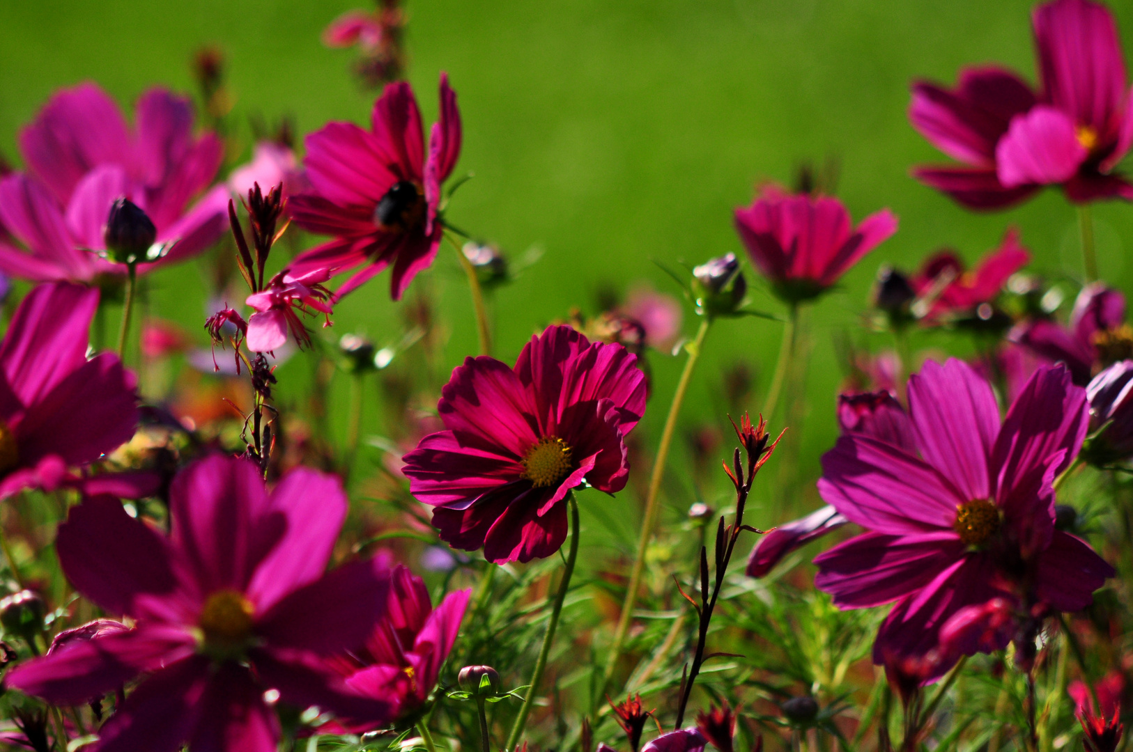 Blumen im Park