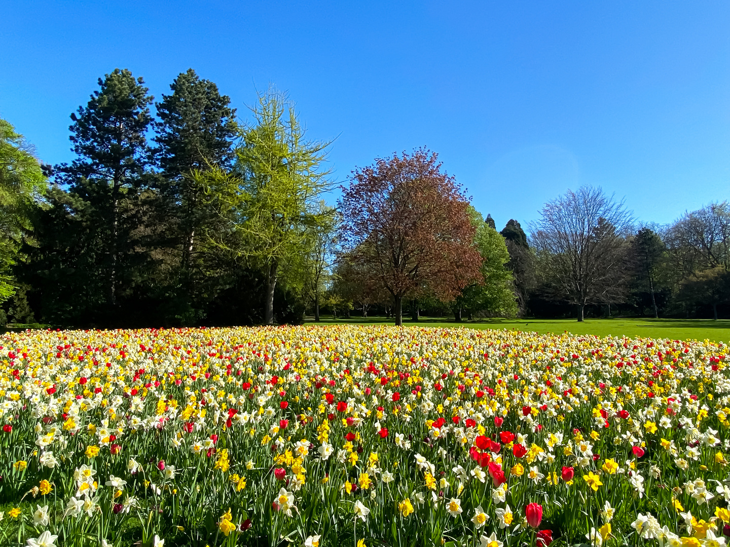 Blumen ????  ???? im Park