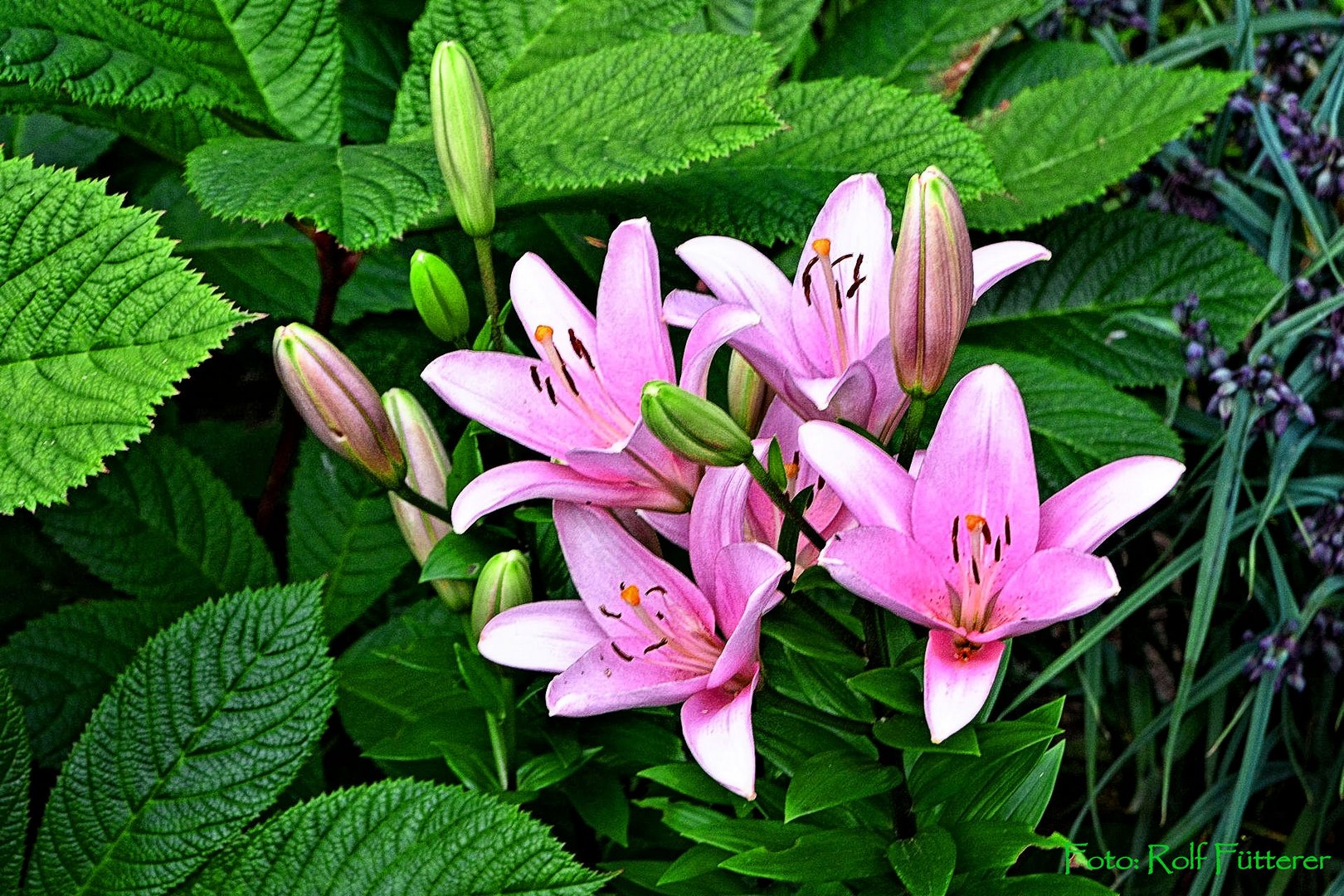 Blumen im Park