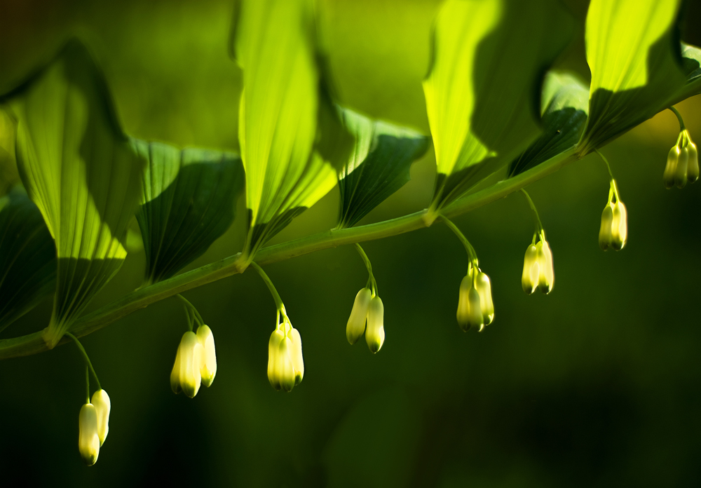 Blumen im Park.