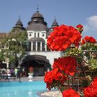 Blumen im Phantasialand