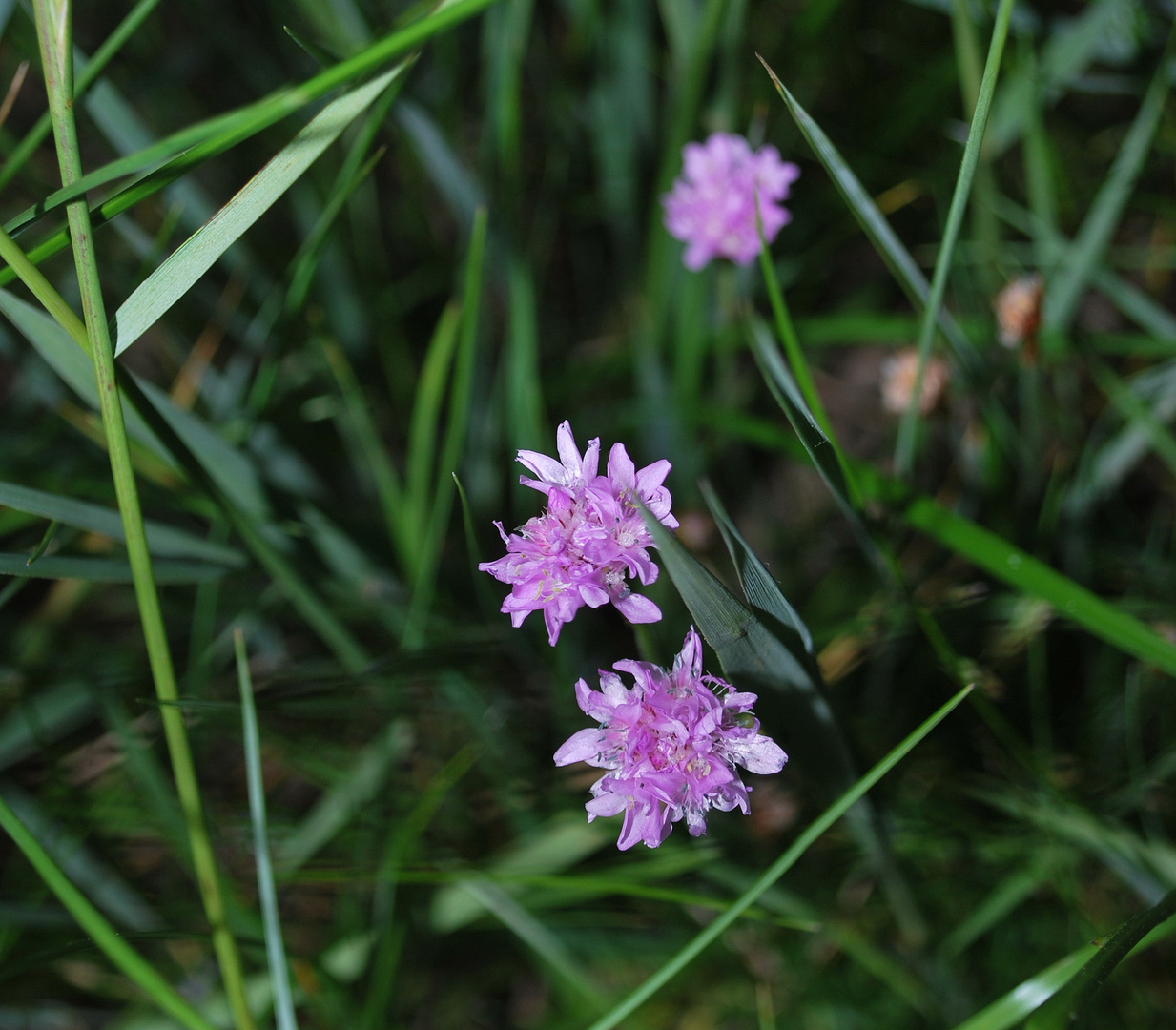 Blumen im Priel