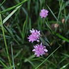 Blumen im Priel