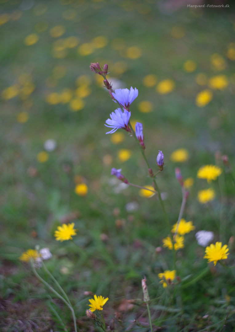 Blumen im Rasen mit Helios-44-2