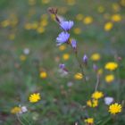 Blumen im Rasen mit Helios-44-2