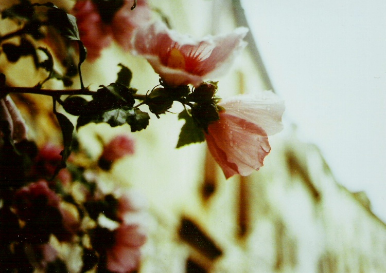 blumen im regen