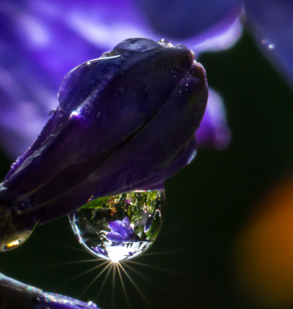 Blumen im Regentropfen