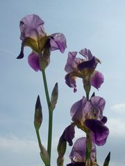 Blumen im Rosengarten Schleswig