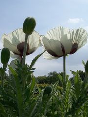 Blumen im Rosengarten Schleswig