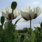 Blumen im Rosengarten Schleswig