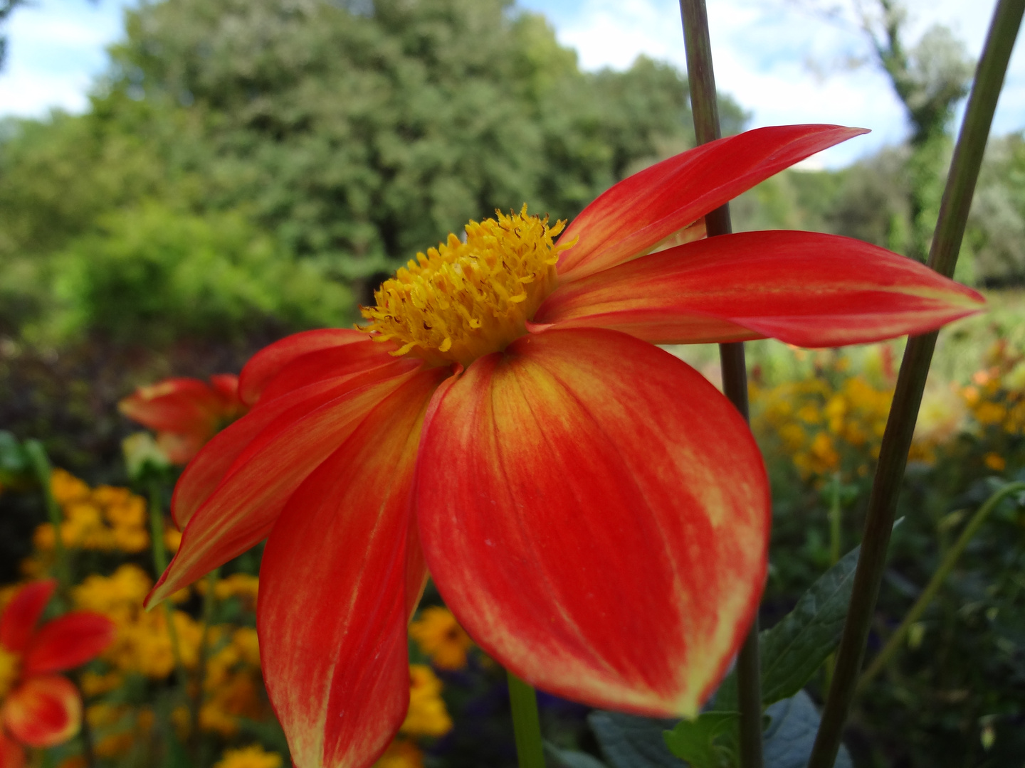 Blumen im Ruhrgebiet 4